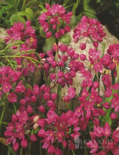 Menu Tickled Pink Collection -Outlet Holland Bulb Farms Store 18853