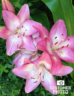Menu Lollypop Asiatic Lily -Outlet Holland Bulb Farms Store 2018 07 17 lollypop asiatic lilies karen harrison