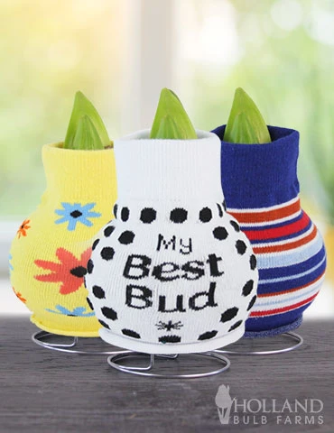 Menu Just For Fun Sweater Amaryllis Collection 4 Menu Just For Fun Sweater Amaryllis Collection - Image 2