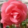Menu Pink Double Begonia -Outlet Holland Bulb Farms Store 71101 pink double begonia 1