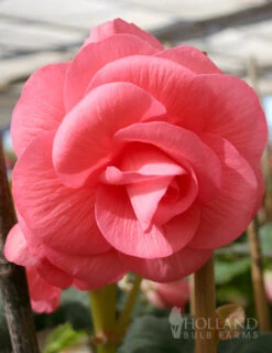 Menu Double Begonia Collection -Outlet Holland Bulb Farms Store 71101 pink double begonia