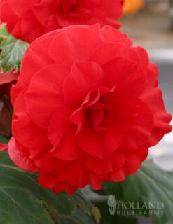 Menu Double Begonia Collection -Outlet Holland Bulb Farms Store 71102 red double begonia 1