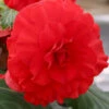 Menu Red Double Begonia