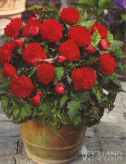 Menu Double Begonia Collection -Outlet Holland Bulb Farms Store 71102 red double begonia 3 1