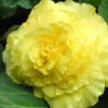 Menu Yellow Double Begonia 2 Menu Yellow Double Begonia -Outlet Holland Bulb Farms Store 71103 yellow double begonia 1