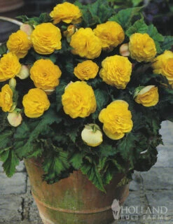 Menu Double Begonia Collection -Outlet Holland Bulb Farms Store 71103 yellow double begonia 3 2