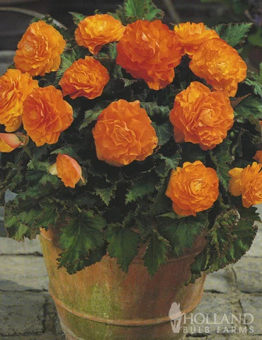 Menu Dreamy Creamy Orange Begonias Collection 6 Menu Dreamy Creamy Orange Begonias Collection - Image 4