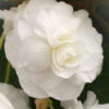 Menu White Double Begonia