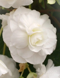 Outlet Holland Bulb Farms Store -Outlet Holland Bulb Farms Store 71105 white double begonia 6