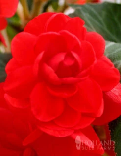 Menu Blazing Scarlet Shade Planter Collection 19 Menu Blazing Scarlet Shade Planter Collection -Outlet Holland Bulb Farms Store 71106 scarlet double begonia 1