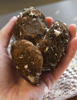 Menu Ferns & Begonias Collection -Outlet Holland Bulb Farms Store 71106 scarlet double begonia 2 2