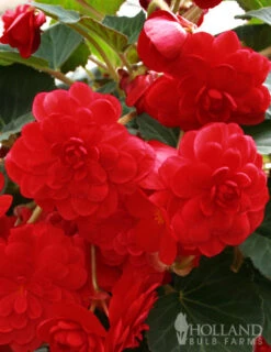 Menu Border Of Blooms For Shade Collection -Outlet Holland Bulb Farms Store 71106 scarlet double begonia 3 3