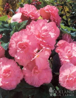 Menu Fancy Frills Pink Shade Patio Collection -Outlet Holland Bulb Farms Store 71107 ruffled pink begonia 2
