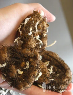 Menu Ruffled Begonia Collection -Outlet Holland Bulb Farms Store 71107 ruffled pink begonia 3 2