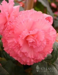 Menu Ruffled Begonia Collection -Outlet Holland Bulb Farms Store 71107 ruffled pink begonia 4