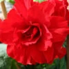 Menu Ruffled Red Begonia -Outlet Holland Bulb Farms Store 71108 ruffled red begonia