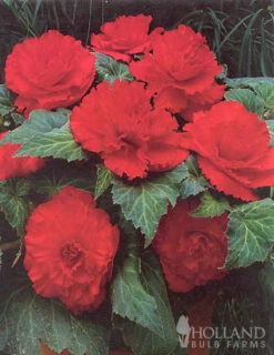 Menu Ruffled Begonia Collection -Outlet Holland Bulb Farms Store 71108 ruffled red begonia 2 1