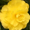 Menu Ruffled Yellow Begonia -Outlet Holland Bulb Farms Store 71110 ruffled yellow begonia
