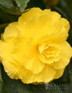 Menu Ruffled Yellow Begonia