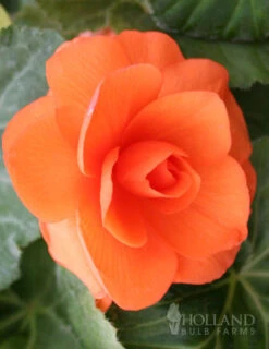 Menu Bridgets Apricot Shade Trio -Outlet Holland Bulb Farms Store 71111 apricot roseform begonia 2