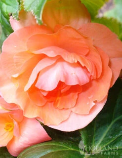 Menu Bridgets Apricot Shade Trio -Outlet Holland Bulb Farms Store 71111 apricot roseform begonia