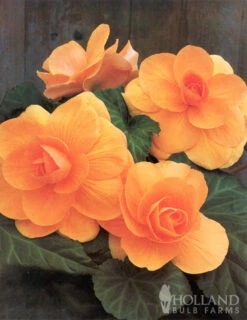 Menu Bridgets Apricot Shade Trio -Outlet Holland Bulb Farms Store 71111 apricot roseform begonia 3