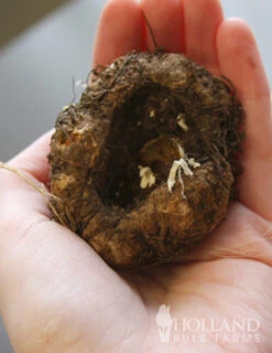 Menu Bridgets Apricot Shade Trio -Outlet Holland Bulb Farms Store 71111 apricot roseform begonia 4