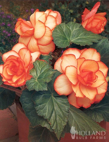 Menu Dreamy Creamy Orange Begonias Collection 14 Menu Dreamy Creamy Orange Begonias Collection - Image 12