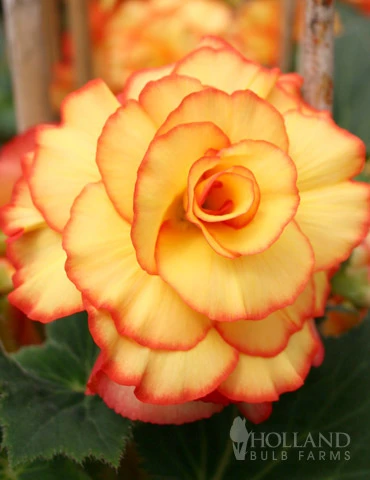 Menu Dreamy Creamy Orange Begonias Collection 11 Menu Dreamy Creamy Orange Begonias Collection - Image 9