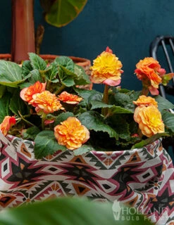 Menu Ferns & Begonias Collection -Outlet Holland Bulb Farms Store 71119 apricot scarlet picotee begonia 2 4