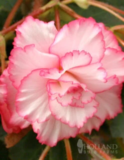 Menu Fancy Frills Pink Shade Patio Collection -Outlet Holland Bulb Farms Store 71120 white and red picotee begonia 1
