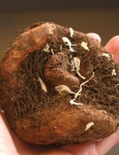 Menu Fancy Frills Pink Shade Patio Collection -Outlet Holland Bulb Farms Store 71120 white and red picotee begonia 2 1