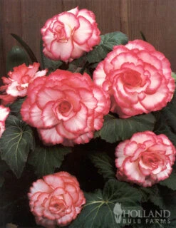 Menu Shady Container Garden Collection -Outlet Holland Bulb Farms Store 71120 white and red picotee begonia 3 3