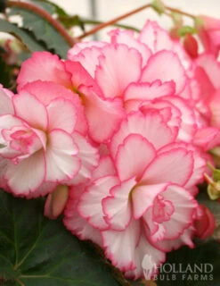 Menu Fancy Frills Pink Shade Patio Collection -Outlet Holland Bulb Farms Store 71120 white and red picotee begonia 4 1