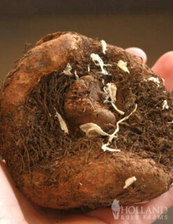 Menu Salmon Lace Picotee Begonia -Outlet Holland Bulb Farms Store 71121 salmon lace picotee begonia 3