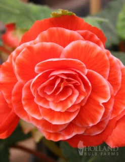 Menu Picotee Begonia Collection -Outlet Holland Bulb Farms Store 71123 picotee begonia 5