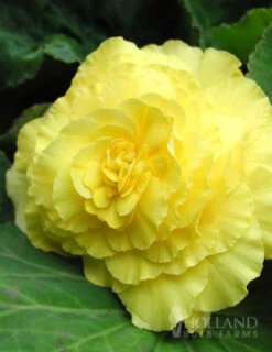 Menu Double Begonia Collection -Outlet Holland Bulb Farms Store 71124 double begonia collection 4