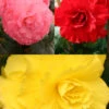 Menu Ruffled Begonia Collection -Outlet Holland Bulb Farms Store 71125 ruffled begonia collection