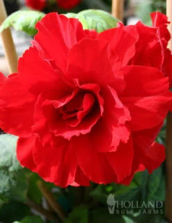 Menu Ruffled Begonia Collection -Outlet Holland Bulb Farms Store 71125 ruffled begonia collection 3