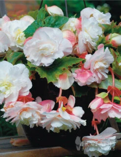 Menu Pretty Pink Porch Begonia Collection -Outlet Holland Bulb Farms Store 71129 angelique begonia 1