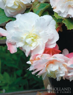 Menu Pretty Pink Porch Begonia Collection -Outlet Holland Bulb Farms Store 71129 angelique begonia 2 1