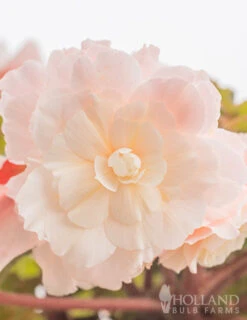 Menu Pretty Pink Porch Begonia Collection -Outlet Holland Bulb Farms Store 71129 angelique begonia 4 1