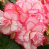 Menu Bouton De Rose Double Begonia