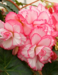 Menu Pretty Pink Porch Begonia Collection -Outlet Holland Bulb Farms Store 71134 2