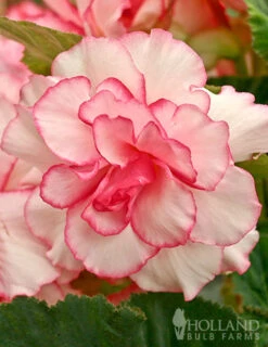 Menu Pretty Pink Porch Begonia Collection -Outlet Holland Bulb Farms Store 71134 bouton de rose double begonia 2 2