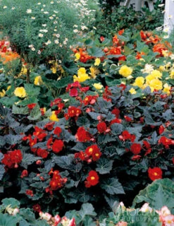 Menu Dark Leaf Red Begonia -Outlet Holland Bulb Farms Store 71137 dark leaf red begonia 3