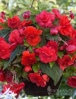 Menu Summer Patio Container Garden -Outlet Holland Bulb Farms Store 71142 red hanging basket begonia 2 1
