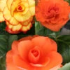 Menu Dreamy Creamy Orange Begonias Collection -Outlet Holland Bulb Farms Store 71144 dreamy creamy orange begonias