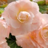 Menu Pink Blush Scentiment Begonia -Outlet Holland Bulb Farms Store 71145