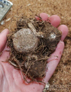 Menu Shady Container Garden Collection -Outlet Holland Bulb Farms Store 72100 caladium mixed 2 2